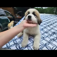 Puff, a male Anatolian Shepherd Dog and Great Pyrenees for sale in South Berwick, ME – Photo 1 of 2