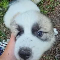 Puff, a male Anatolian Shepherd Dog and Great Pyrenees for sale in South Berwick, ME – Photo 2 of 2
