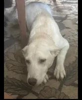 Sophie, a female German Shepherd Dog for sale in New London, CT – Photo 4 of 5