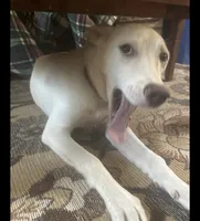 Sophie, a female German Shepherd Dog for sale in New London, CT – Photo 3 of 5