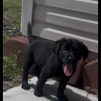 AkC charlotte, a female Labrador Retriever for sale in New London, CT – 1 of 1