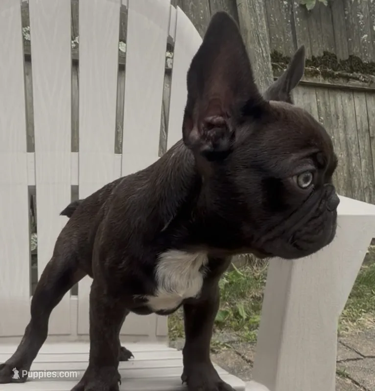 Willy  – French Bulldog puppy for sale in New London, CT