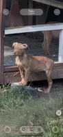 Paco, a male Labrador Retriever and Miniature Pinscher for sale in Charlotte, NC – 1 of 1