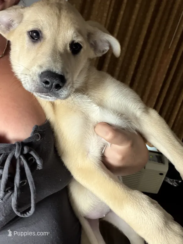 Lotus – German Shepherd Dog, Labrador Retriever puppy for sale in New London, CT
