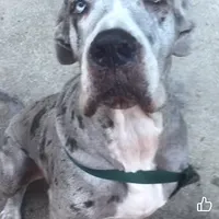 Winter, a female Great Dane for sale in New London, CT – 1 of 1