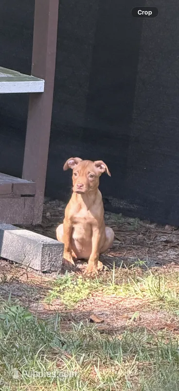 Pasley – Labrador Retriever, Miniature Pinscher puppy for sale in Charlotte, NC
