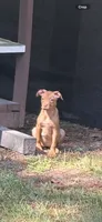 Pasley, a female Labrador Retriever and Miniature Pinscher for sale in Charlotte, NC – 1 of 1