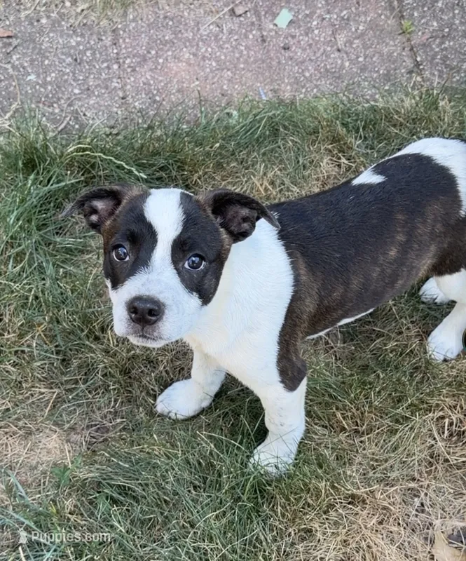 Sam – Boston Terrier, Australian Shepherd puppy for sale in South Berwick, ME