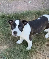 Sam, a male Boston Terrier and Australian Shepherd for sale in South Berwick, ME – 1 of 3