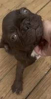 Willy , a male French Bulldog for sale in New London, CT – 3 of 4