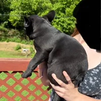 Bo, a male French Bulldog for sale in South Berwick, ME – Photo 3 of 3