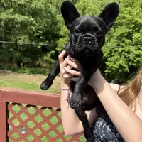 Bo, a male French Bulldog for sale in South Berwick, ME – Photo 1 of 3
