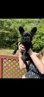 Bo, a male French Bulldog for sale in New London, CT – Photo 1 of 3