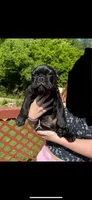 Bo, a male French Bulldog for sale in New London, CT – Photo 2 of 3