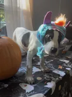 Millie, a female Great Dane for sale in Charleston, SC – 2 of 3