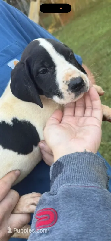 Millie – Great Dane puppy for sale in Myrtle Beach, SC
