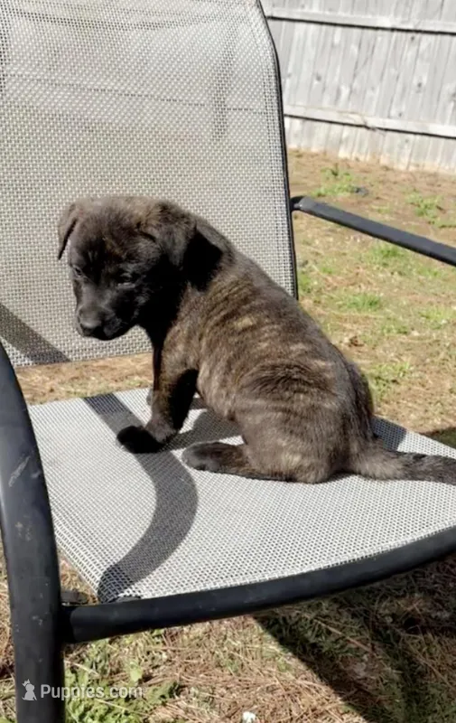 German shepherd lab puppies