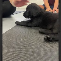 AKC black lab girl, a female Labrador Retriever for sale in New London, CT – Photo 2 of 3
