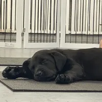 AKC black lab girl, a female Labrador Retriever for sale in New London, CT – Photo 1 of 3