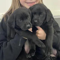AKC black lab girl, a female Labrador Retriever for sale in New London, CT – Photo 3 of 3
