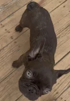 Willy , a male French Bulldog for sale in New London, CT – 2 of 4