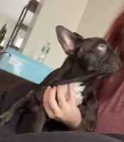 Willy , a male French Bulldog for sale in New London, CT – 4 of 4
