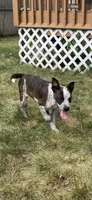 Sal, a male Australian Cattle Dog and Labrador Retriever for sale in New London, CT – 2 of 2