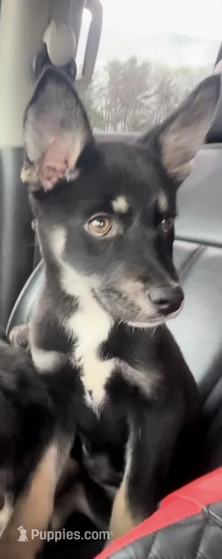 vicky – German Shepherd Dog, Labrador Retriever puppy for sale in South Berwick, ME