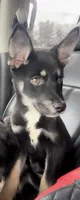 vicky, a female German Shepherd Dog and Labrador Retriever for sale in New London, CT – 1 of 1
