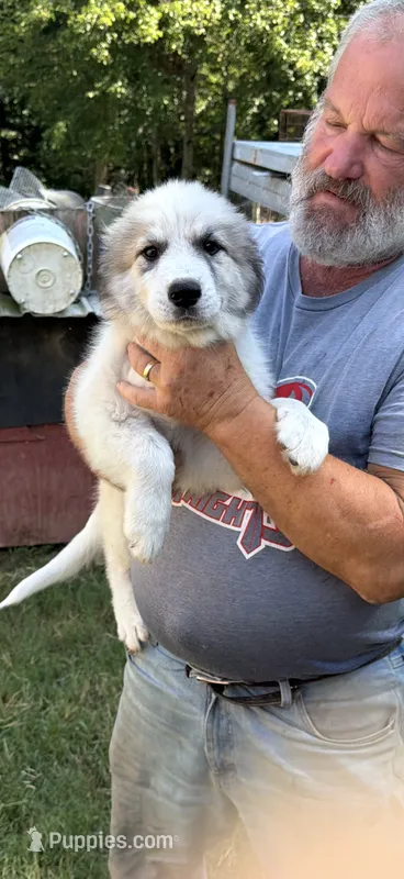 Bandit  – Anatolian Shepherd Dog puppy for sale in New London, CT