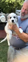 Bandit , a male Anatolian Shepherd Dog for sale in New London, CT – 1 of 1