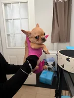 pepe, a male French Bulldog for sale in New London, CT – Photo 1 of 2