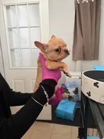 pepe, a male French Bulldog for sale in New London, CT – Photo 2 of 2
