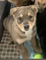tubbz , a male German Shepherd Dog and Labrador Retriever for sale in New London, CT – Photo 2 of 2