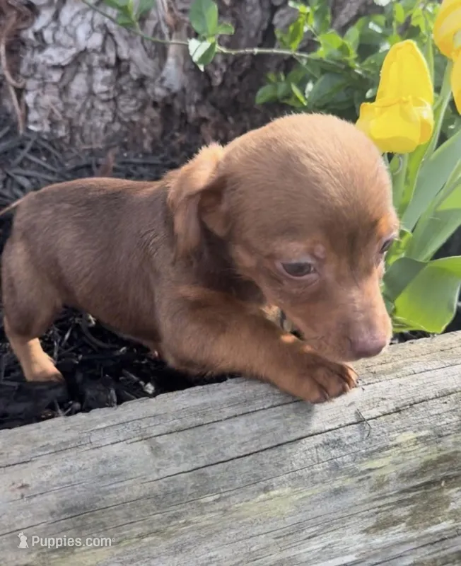 dom  – Dachshund, Chihuahua puppy for sale in South Berwick, ME