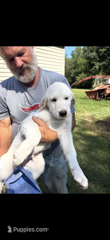 Polar  – Anatolian Shepherd Dog, Great Pyrenees puppy for sale in New London, CT