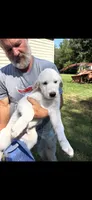 Polar , a male Anatolian Shepherd Dog and Great Pyrenees for sale in New London, CT – 1 of 1