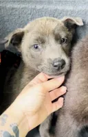 Balto, a male German Shepherd Dog and Labrador Retriever for sale in South Berwick, ME – 1 of 1