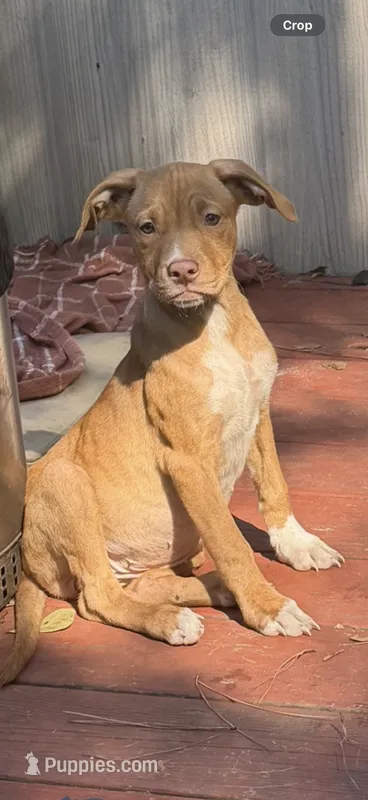 Polly  – Labrador Retriever puppy for sale in Charleston, SC