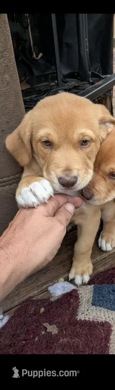 shirma – Golden Retriever, Labrador Retriever puppy for sale in South Berwick, ME