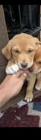 shirma, a female Golden Retriever and Labrador Retriever for sale in South Berwick, ME – 1 of 1