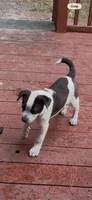 Sam, a male Boston Terrier and Australian Cattle Dog for sale in South Berwick, ME – 2 of 2