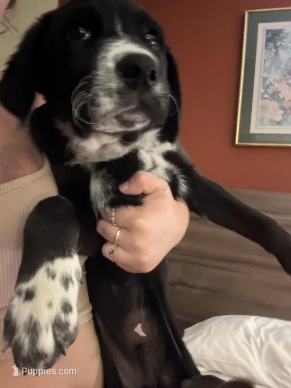 bo, a male Australian Shepherd and Labrador Retriever for sale in South Berwick, ME – Photo 1 of 5