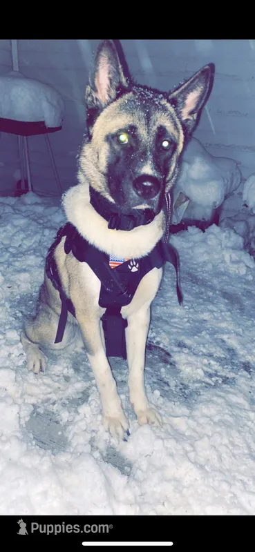 Luca, a male Akita for sale in New London, CT – Photo 1 of 2