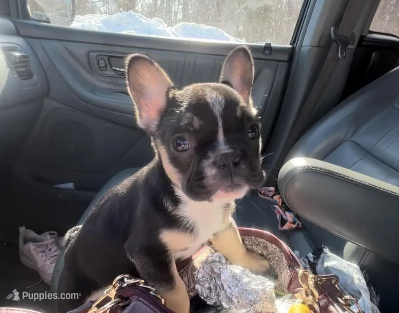 juju, a male French Bulldog for sale in New London, CT – Photo 1 of 1