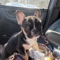 juju, a male French Bulldog for sale in New London, CT – 1 of 1