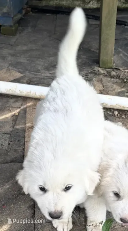 Mashpotato  – Great Pyrenees puppy for sale in New London, CT