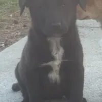 betsy, a female German Shepherd Dog and Labrador Retriever for sale in New London, CT – 1 of 1