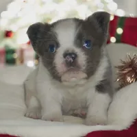 melvin, a male French Bulldog for sale in South Berwick, ME – Photo 2 of 2