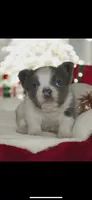 melvin, a male French Bulldog for sale in New London, CT – Photo 2 of 2